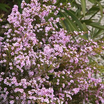 Diosma hirsuta Pink Diamond - Götterduft