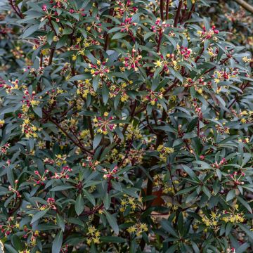 Drimys aromatica Red Spice - Tasmanischer Bergpfeffer