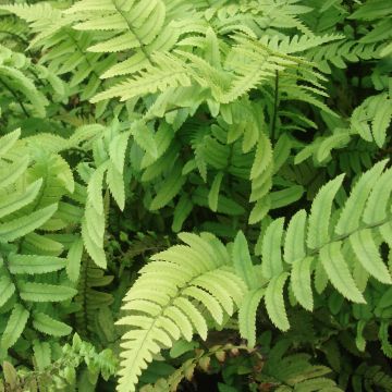 Dryopteris atrata ou cycadina - Fougère