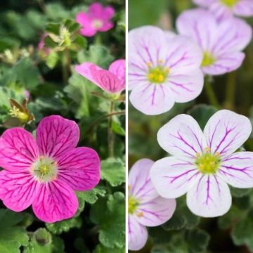 Duo Erodiums in Rosa und Weiß