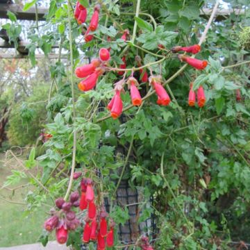 Graines de Eccremocarpus scaber