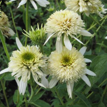 Echinacea purpurea Mozzarella - Echinacée
