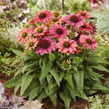 Echinacea Evolution Colorific - Scheinsonnenhut