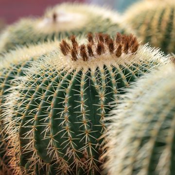 Echinocactus grusonii
