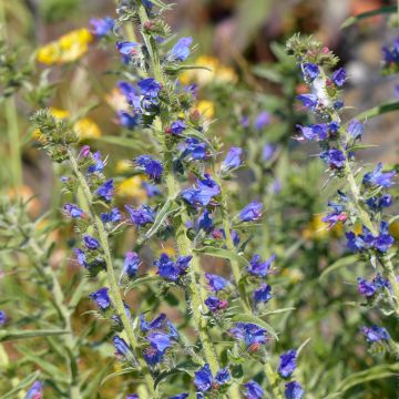 Echium vulgare (Samen) - Gemeiner Natternkopf