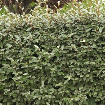 Elaeagnus ebbingei Compacta - Chalef