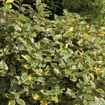 Wintergrüne Ölweide Viveleg - Elaeagnus ebbingei