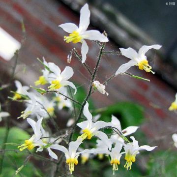 Epimedium brevicornu - Elfenblume