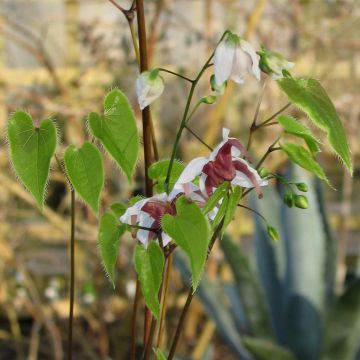 Epimedium epsteinii, Fleur des elfes