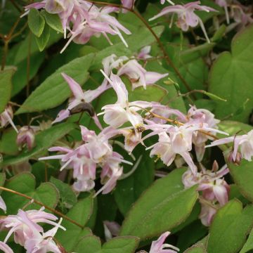 Epimedium grandiflorum Akebono - Großblumige Elfenblume Epimedium grandiflorum Akebono - Großblumige Elfenblume