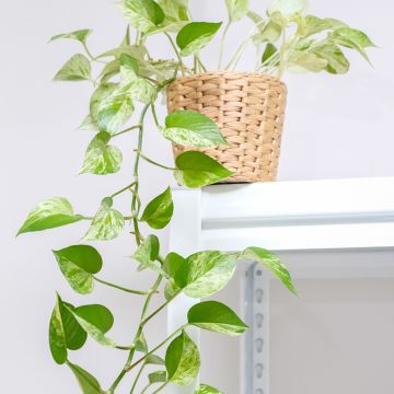 Efeutute - Epipremnum aureum Marble Queen