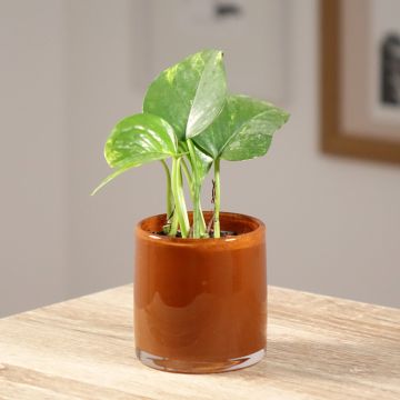 Efeutute - Epipremnum aureum