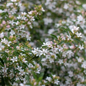 Eriostemon myoporoides - Langblättrige Wachsblume