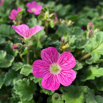 Erodium Bishop's Form - Reiherschnabel
