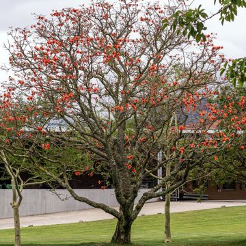 Erythrina caffra - Korallenstrauch