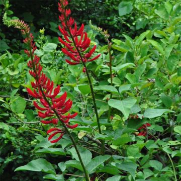 Erythrina bidwillii - Korallenstrauch