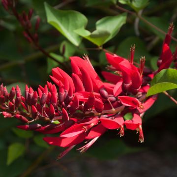 Erythrina bidwillii - Korallenstrauch