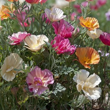 Goldmohn Thai Silk Formula Mixture (Samen) - Eschscholzia californica