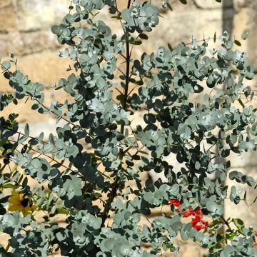 Eucalyptus gunnii - Mostgummi-Eukalyptus