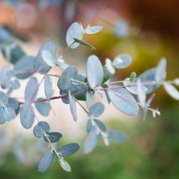 Eucalyptus gunnii Silverana - Mostgummi-Eukalyptus Eucalyptus gunnii Silverana - Mostgummi-Eukalyptus