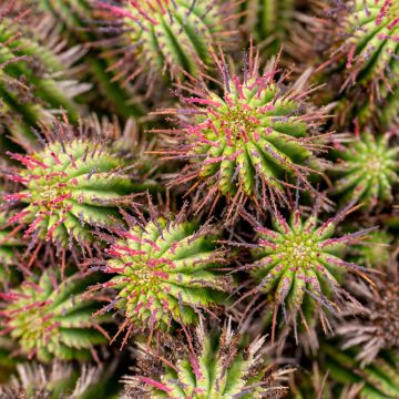Euphorbia horrida