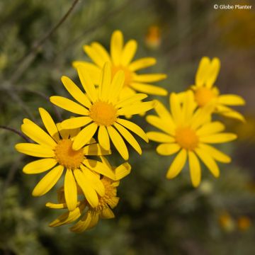 Euryops Infinity - Goldmargerite