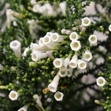 Fabiana imbricata Alba - Fabianakraut