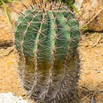 Ferocactus emoryi - Ferokaktus