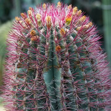 Ferocactus stainesii var. pilosus - Ferocactus stainesii