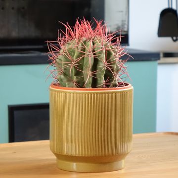 Ferocactus stainesii - Ferocactus stainesii