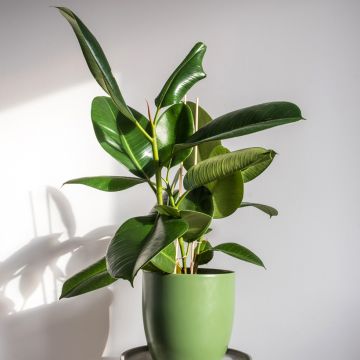 Gummibaum - Ficus Robusta