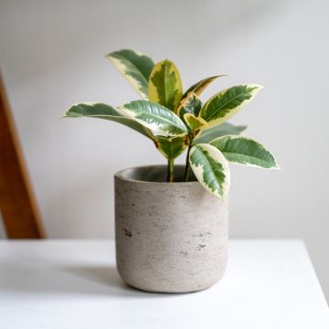Gummibaum - Ficus Tineke