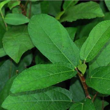 Ficus tikoua