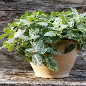 Fittonia Mini White - Mosaikpflanze