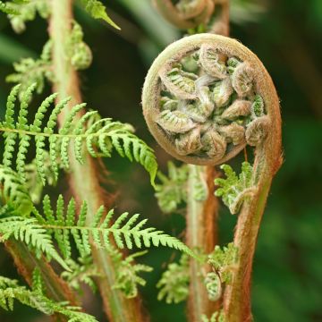 Dicksonia antarctica - Australischer Baumfarn
