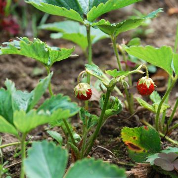 Fragaria chiloensis - Chile-Erdbeere
