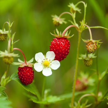 Wald-Erdbeere