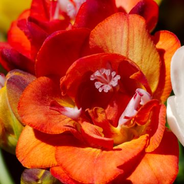 Freesia Double Red