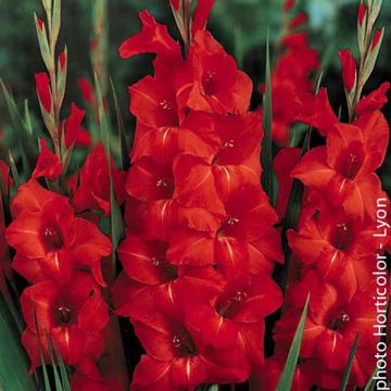 Glaïeul ou Gladiolus Victor Borge
