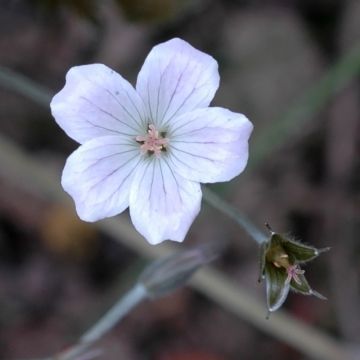 Storchschnabel Rothbury Red - Geranium Storchschnabel Rothbury Red - Geranium