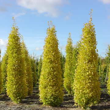 Ginkgo biloba Blagon - Arbre aux quarante écus Ginkgo biloba Blagon - Arbre aux quarante écus
