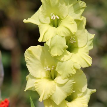 Großblütige Gladiole Green Star - Gladiolus