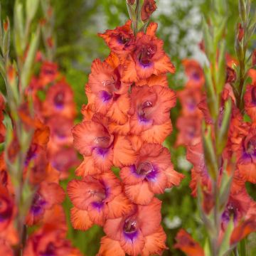 Großblütige Gladiole Tricolore - Gladiolus