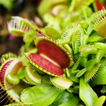 Venusfliegenfalle (Samen) - Dionaea muscipula