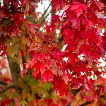 Rot-Ahorn (Samen) - Acer rubrum