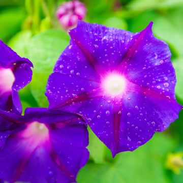 Ipomoea purpurea Grandpa Ott (Samen) - Prunkwinde