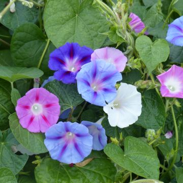 Ipomoea tricolor Mix (Samen) - Prunkwinde