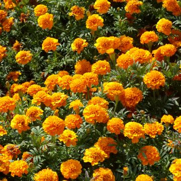 Studentenblume Boy O Boy Orange