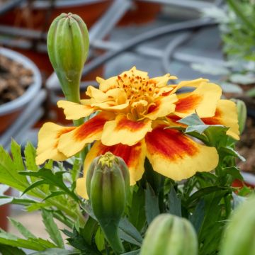 Studentenblume Durango Bee F1 Hybrid
