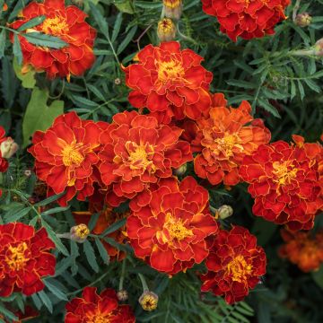 Studentenblume Durango Red